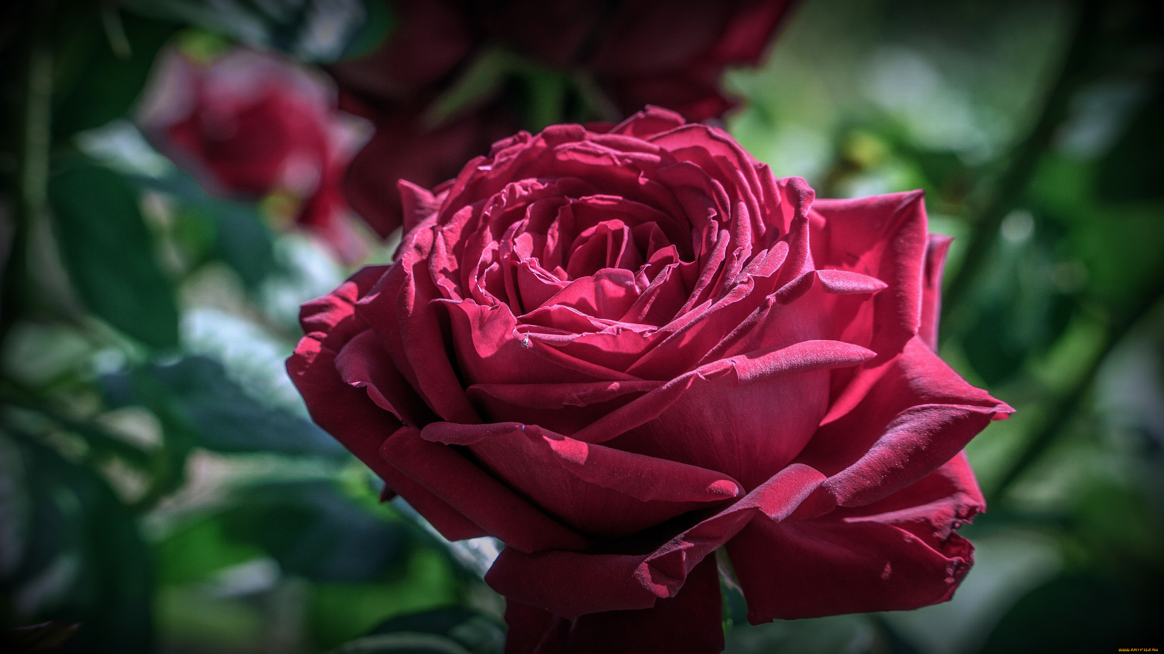 �����, ����, ������